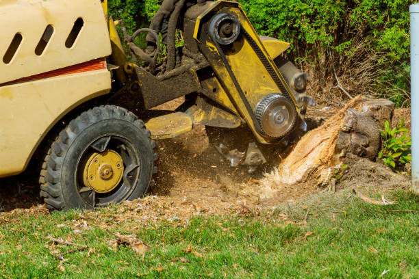 Best Tree Disease Treatment  in Linden, TN